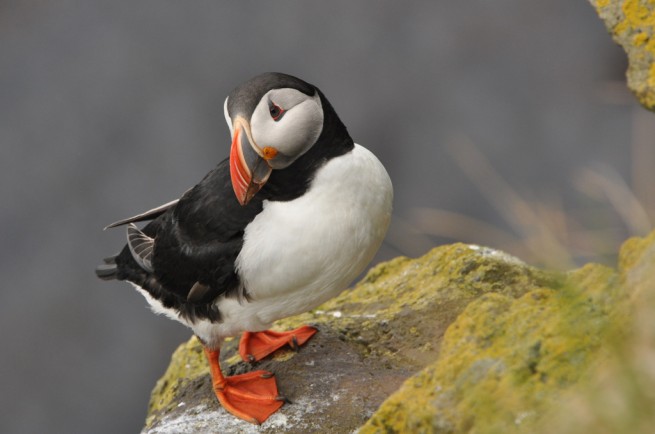 Iceland_10_4302